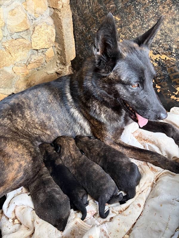 Pure German Bloodline Belgian Malinois Puppies 0