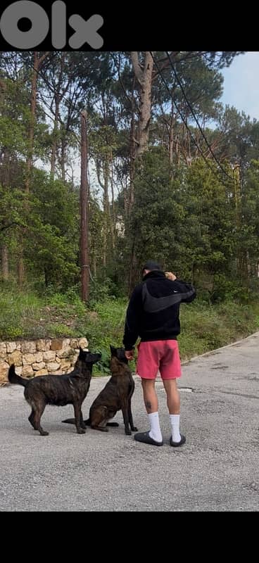 Pure German Bloodline Belgian Malinois Puppies 2