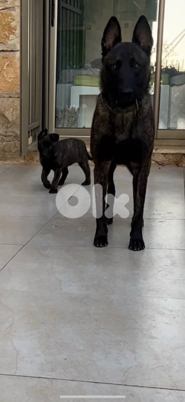 Pure German Bloodline Belgian Malinois Puppies 12