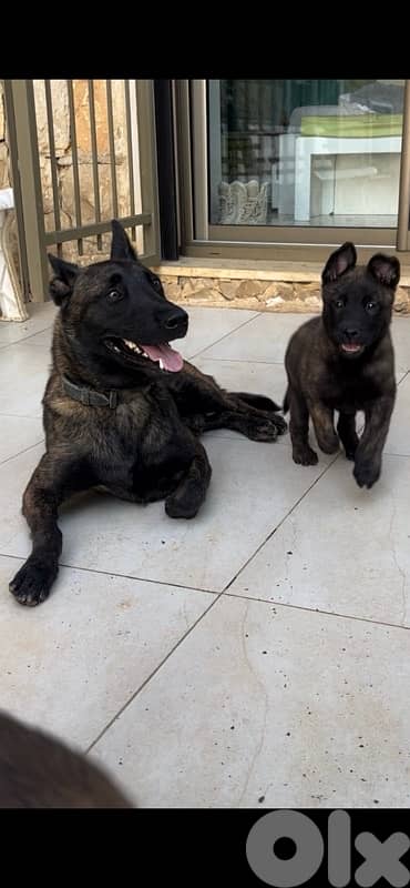 Pure German Bloodline Belgian Malinois Puppies 15