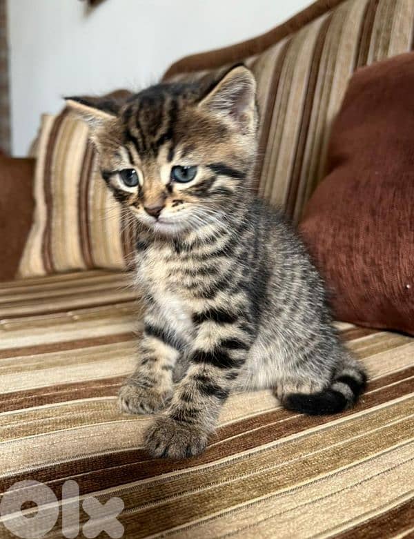 Domestic shorthair kitten 0