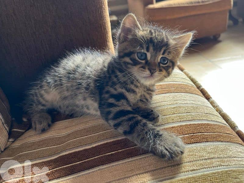 Domestic shorthair kitten 4