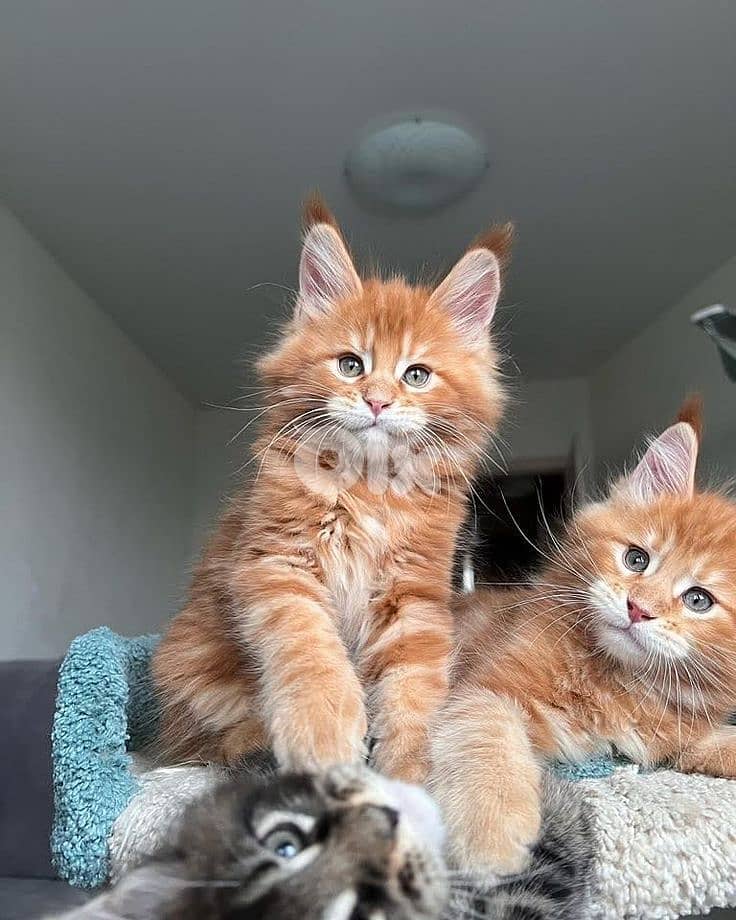 Majestic Maine Coon Kitten Available in Store & Delivery 0