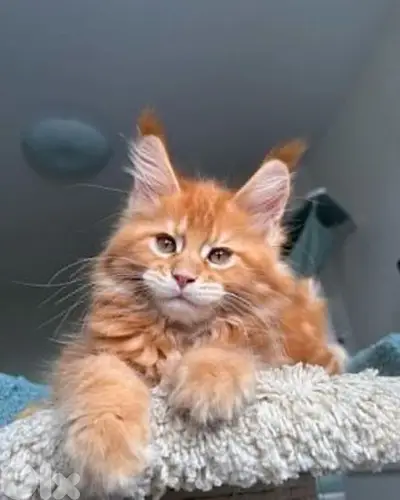 Majestic Maine Coon Kitten Available /Cat/قطط/Delivery/In Store