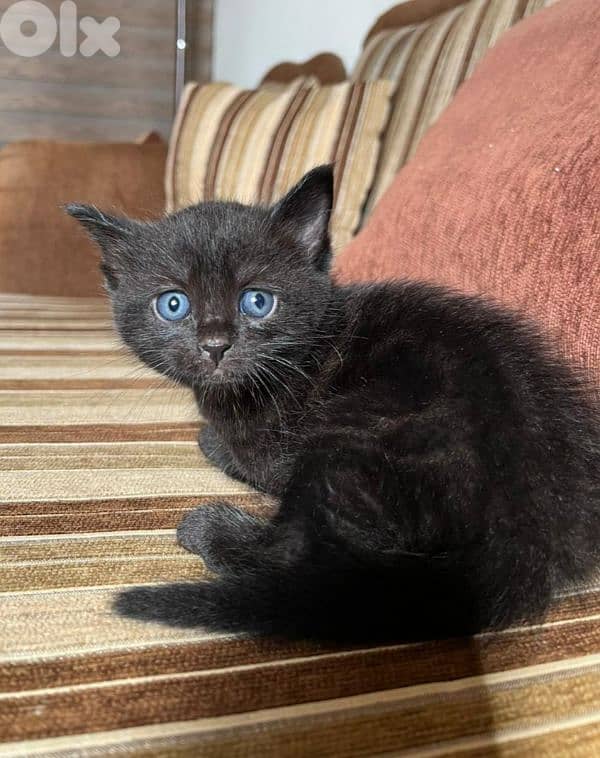 Domestic shorthair kitten 3