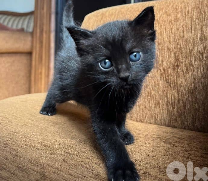 Domestic shorthair kitten 5