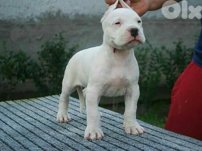 Beautufi Dogo Argentino puppy - delivery available 0