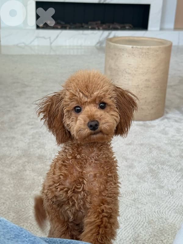 Toy poodle 0