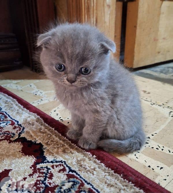 Scottish fold kittens 0
