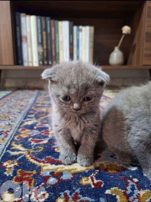 Scottish fold kittens 4