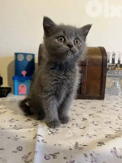 british cats