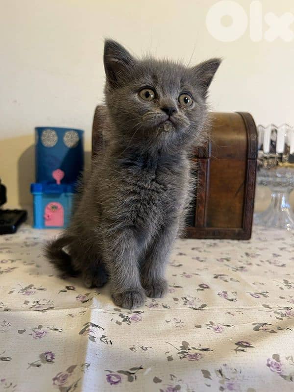 british cats 0