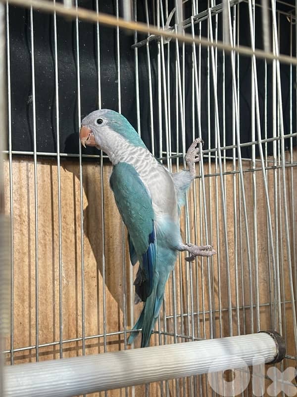 كويكر ازرق || Blue Quaker 0