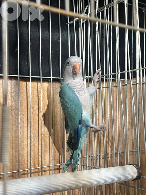 كويكر ازرق || Blue Quaker 1