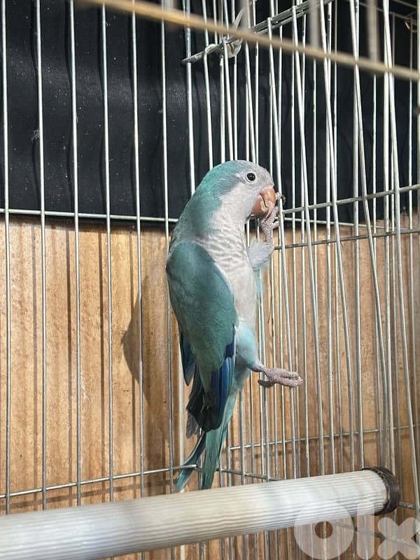 كويكر ازرق || Blue Quaker 2