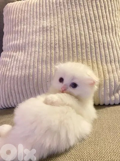 Scottish fold house kitten