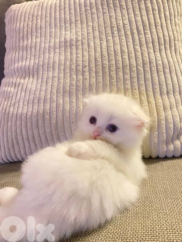 Scottish fold house kitten 0