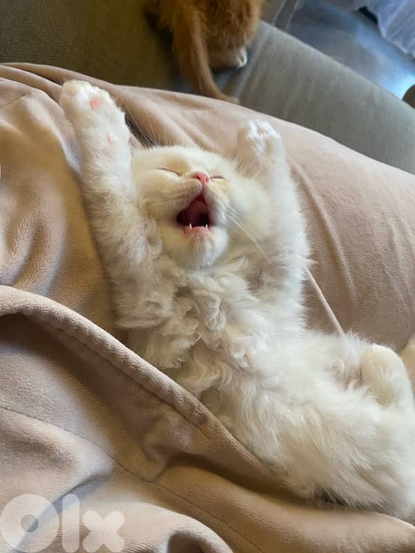 Scottish fold house kitten 2