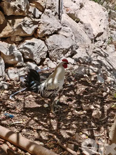 ديك براكل