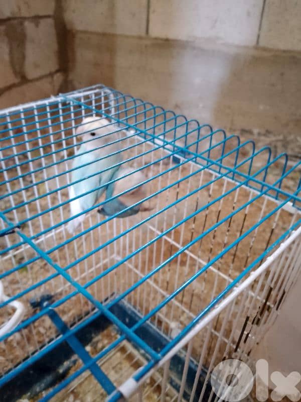 رميله 4