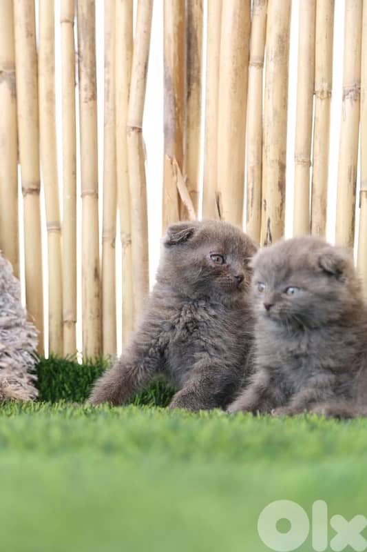 Scottish Fold Kittens 2