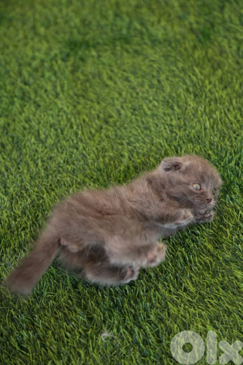 Scottish Fold Kittens 1