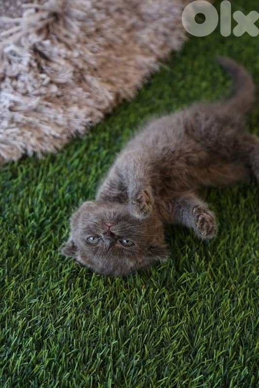 Scottish Fold Kittens 0