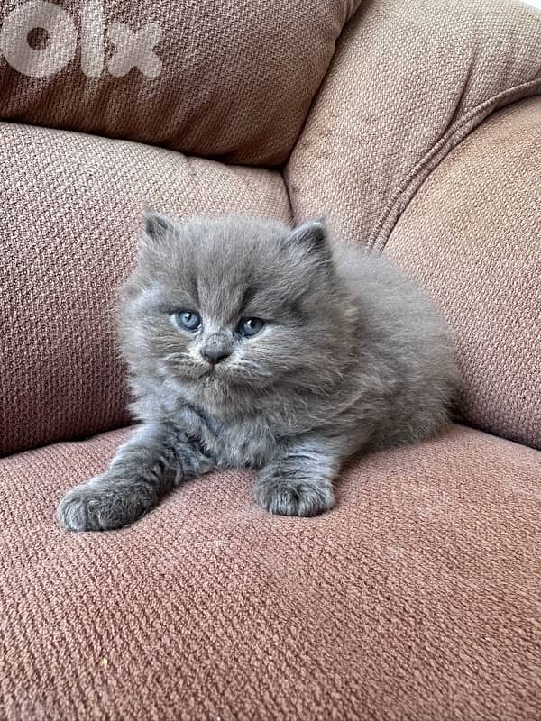 British longhair 1