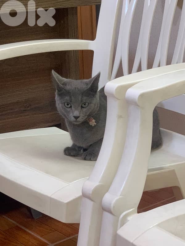 طرابلس 1