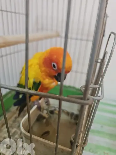 sun conure
