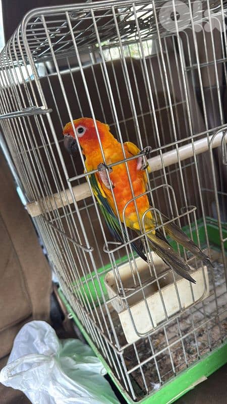 sun conure 1