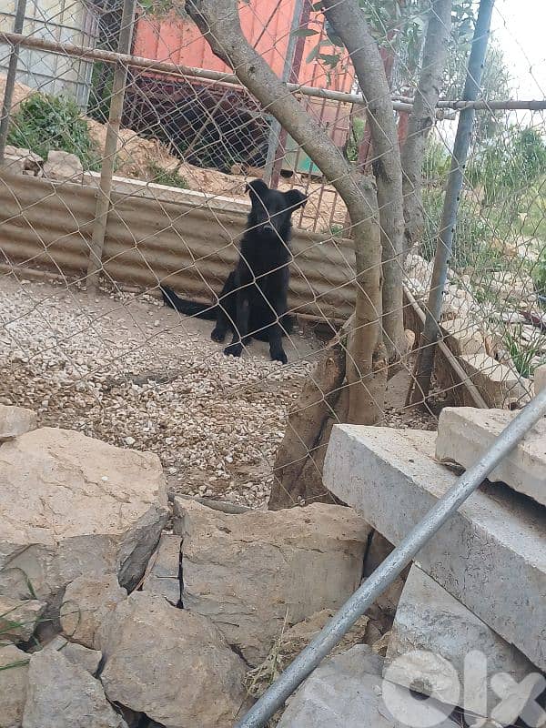 black german shepherd 9