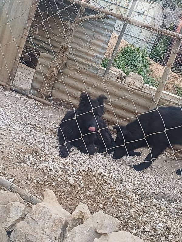 black german shepherd 10
