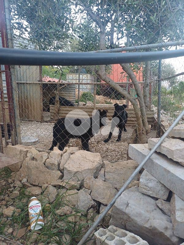 black german shepherd 11