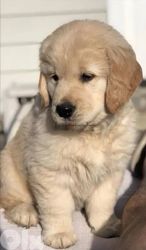 Golden Retriever puppies available 0