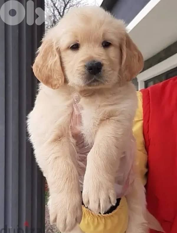 Adorable Golden Retriever puppies available in store & DELIVERY 0