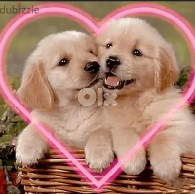 Sweet Golden Retriever puppies in store DELIVERY accross Lebanon