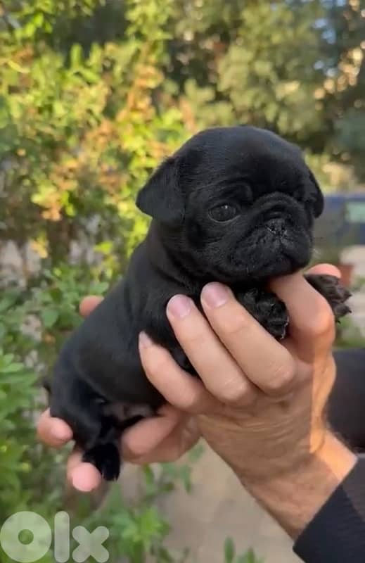 Cutest black Pug puppy available in store 0