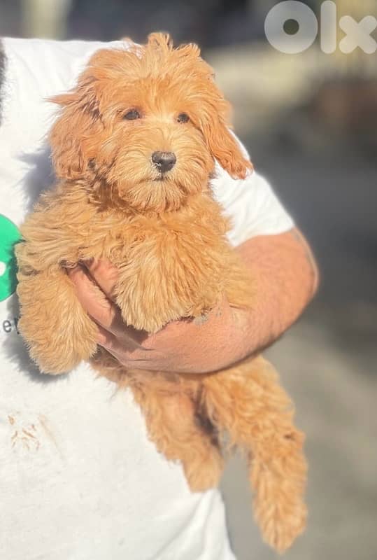 goldendoodle 0