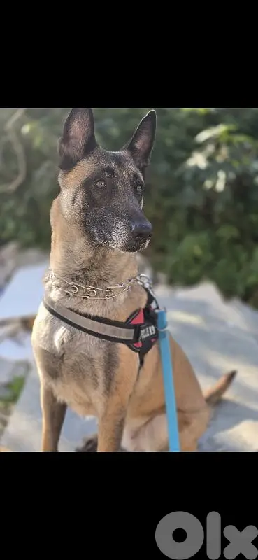 Malinois