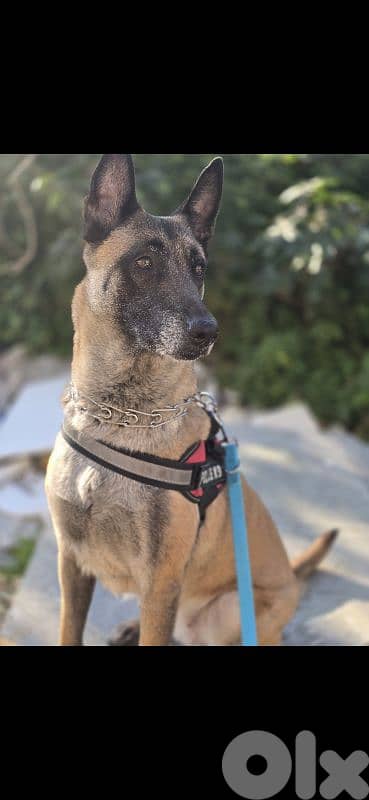 Malinois 0