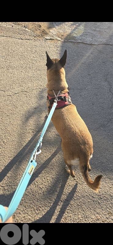 Malinois 1