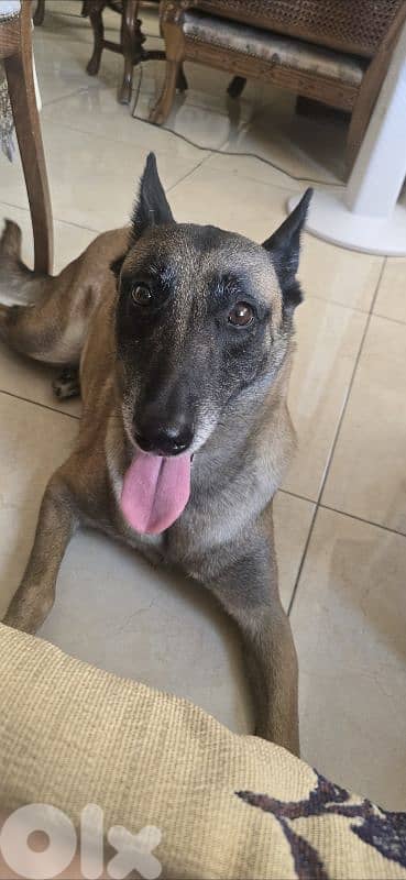Malinois 2