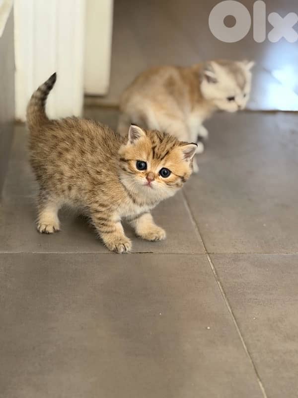 kitten 0