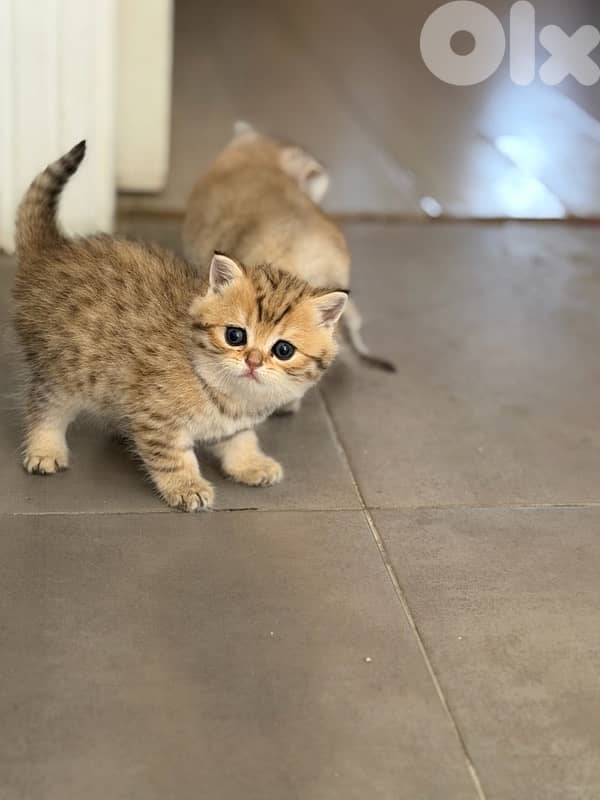 kitten 1