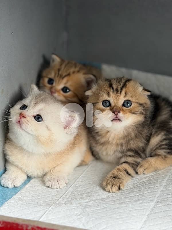 kitten 2