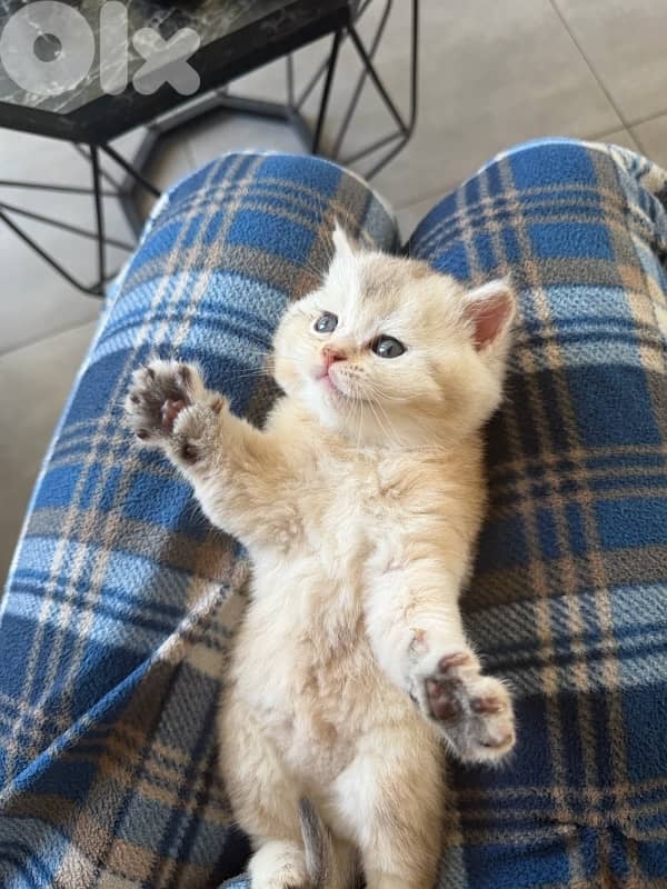 kitten 3