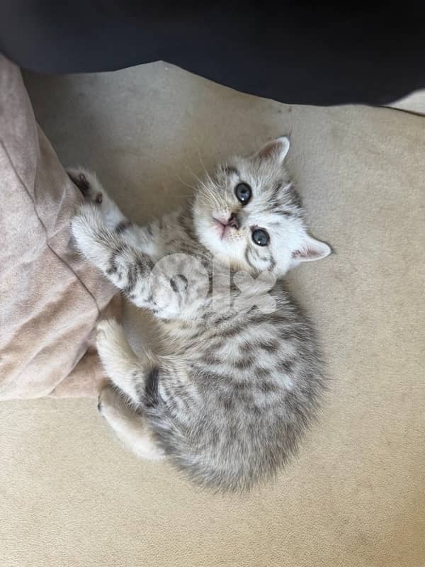 kitten 4