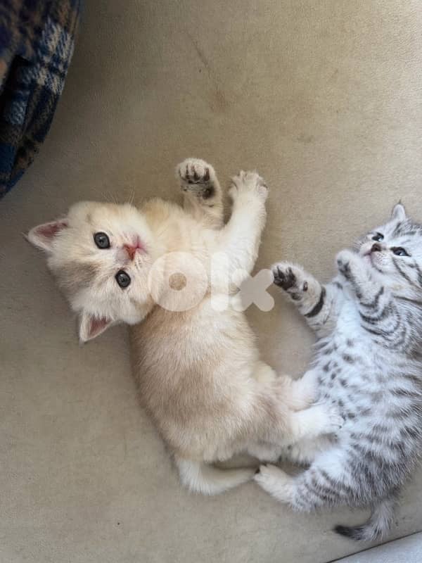 kitten 5