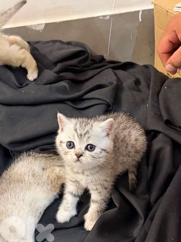 kitten 9